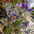 Pulsatilla_Blaue_Glocke_03.04.2011