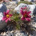 Pulsatilla_Rote_Glocke_2_03.04.2011