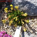 Saxifraga_gusmusii_03.04.2011