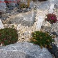 Saxifragen_Alpinum_10_27.03.2011