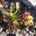 Lewisia_cotyledon_select_gelb_03.04.2011