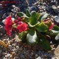 Lewisia_cotyledon_select_rot_03.04.2011