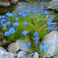 Gentiana_Sino_Ornata_30.11.2011