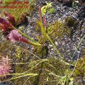 Sarracenia_leucophylla_Bunte_Schlauchpflanze_06.08.2011