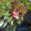 Zwerg_Seerose_Froebeli_02.08.2011_004