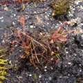 Drosera_anglica_15.05.2011