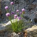 Allium_carinatum__20.05.2013