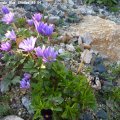 Anemone_Blanda_Blue_Shades_25.04.2013_