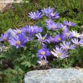Anemone_blanda_Blue_Shades_27.04.2013