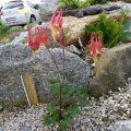 Aquilegia_canadensis_Little_Lanterns_19.05.2013_