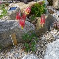 Aquilegia_canadensis_Little_Lanterns_20.05.2013_