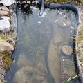 Blick_in_Teich_25.04.2013