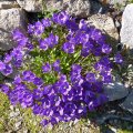 Campanula_aucheri_20.05.2013_