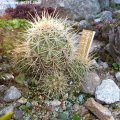 Echinocereus_coccineus_MG191.2044__25.04.2013
