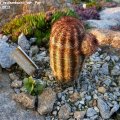 Echinocereus_reichenbachii_var._Perbellus_25.04.2013_
