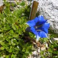 Gentiana_dinarica_27.04.2013_
