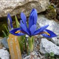Iris_reticulata_Harmonie_23.03.2013