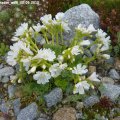 Lewisia_cotyledon_weiss_20.05.2013_095