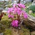 Primula_rosea_27.04.2013_