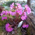 Primula_rosea_im_Moorbeet_25.04.2013_