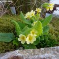 Primula_veris_25-04-2013_