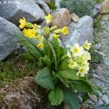 Primula_veris_25.04.2013_