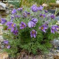 Pulsatilla_veris_Blaue_Glocke_27.04.2013_