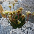 Saxifraga_JASON__25.04.2013