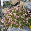 Saxifraga_Peach_Melba_27.04.2013_