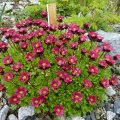 Saxifraga_x_arendsii__Roter_Zwerg__11.05.2013_