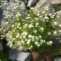 Saxifraga_x_arendsii