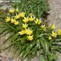 Wildtulpe_Tulipa_Tarda_27.04.2013_