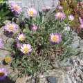 Aster_coloradensis_10.05.2018