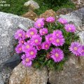 Delosperma_John_Proffitt_02.06.2018