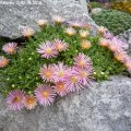 Delosperma_Kelaidis_2_02.06.2018