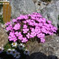 Dianthus_brevicaulis_ssp._brevicaulis_10.05.2018