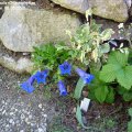 Gentiana_acaulis+Chiastophyllum_oppositifolium_05.05.2018