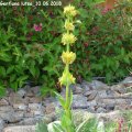 Gentiana_lutea_10.06.2018