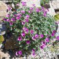 Geranium_cinereum