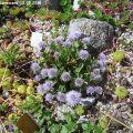 Globularia_incanescens_10.05.2018