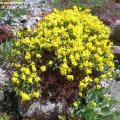 Helianthemum_oeliandicum_ssp._Alpestre_10.05.2018