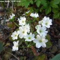 Hepatica_Weisse_Bluten_14.04.2018