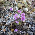 Hepatica_rosa_14.04.2018