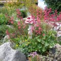 Heuchera_sanguinea_02.06.2018