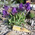 Iris_attica_21.04.2018