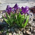 Iris_pumila_21.04.2018