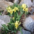 Iris_reichenbachii_22.04.2018