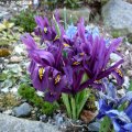 Iris_reticulata_2_07.04.2018