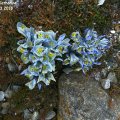 Iris_reticulata_Katharine_Hodgkin_2_27.03.2018