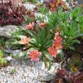 Lewisia_29.04.2018